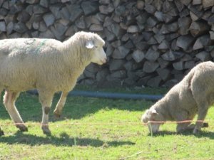 moutons